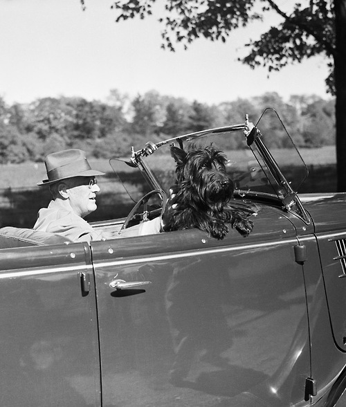 Vintage photo of President Franklin Delanor Roosevelt. He was a famous Scottie enthusiast, and was known for taking his Scottie dog "Fala" with him almost everywhere he went.